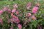 SASANKA - ANEMONE HYB. BRESSINGHAM GLOW