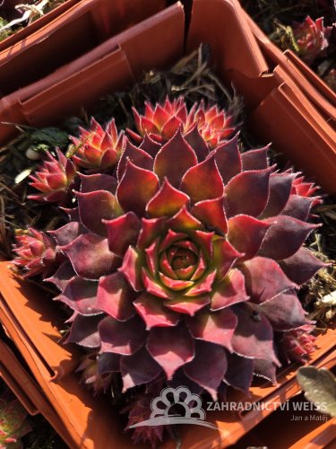 NETŘESK – SEMPERVIVUM GOLD RUSH