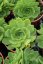 NETŘESK – SEMPERVIVUM BIG SAM JUMBO GREEN