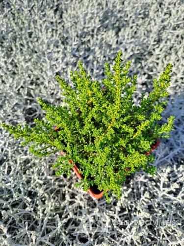 HEBE OLE – OCHRACEA STIRLING