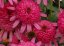 ECHINACEA HYBR. SOUTHERN BELLE