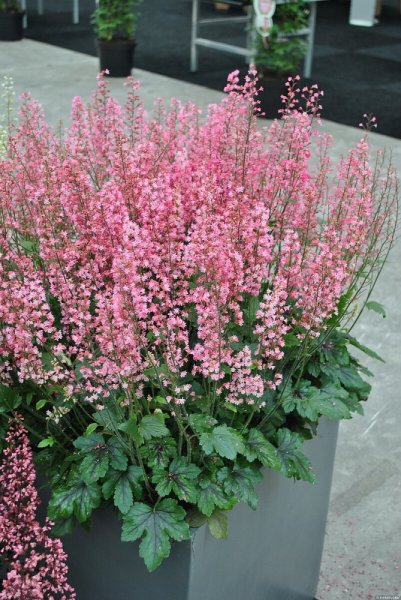 HEUCHERELLA HYB. PINK REVOLUTION