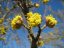 DŘÍN OBECNÝ - CORNUS MAS