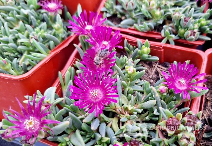 DELOSPERMA - SUNDELLA LEVANDER