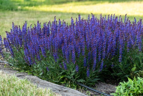 SALVIA HYB. CARINA