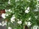 SOLANUM JASMINOIDES - LILEK JASMÍNOKVĚTÝ