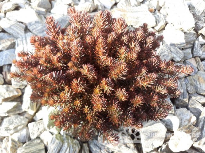 ROZCHODNÍK – SEDUM HAK. "CHOCOLATE BALL"