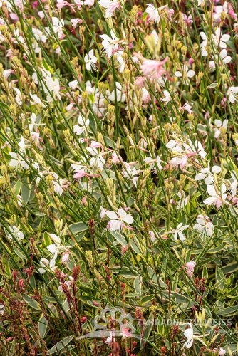 GAURA LIND. CORRIES GOLD