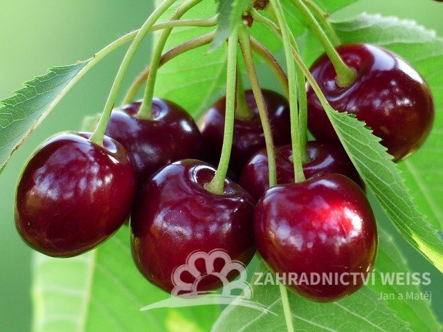 VIŠEŇ CARMINE JEWEL®´ KEŘOVÁ - KEŘOVÁ SLADKOVIŠEŇ