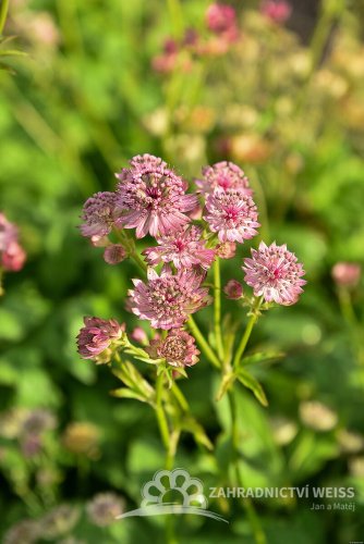 JARMANKA - ASTRANTIA MAJOR PINK BUTTON