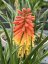 KLEOPATŘINA JEHLA - KNIPHOFIA ROCKET JR
