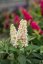 MOTÝLÍ KEŘ - BUDDLEJA BUTTERLY CANDY LITTLE WHITE
