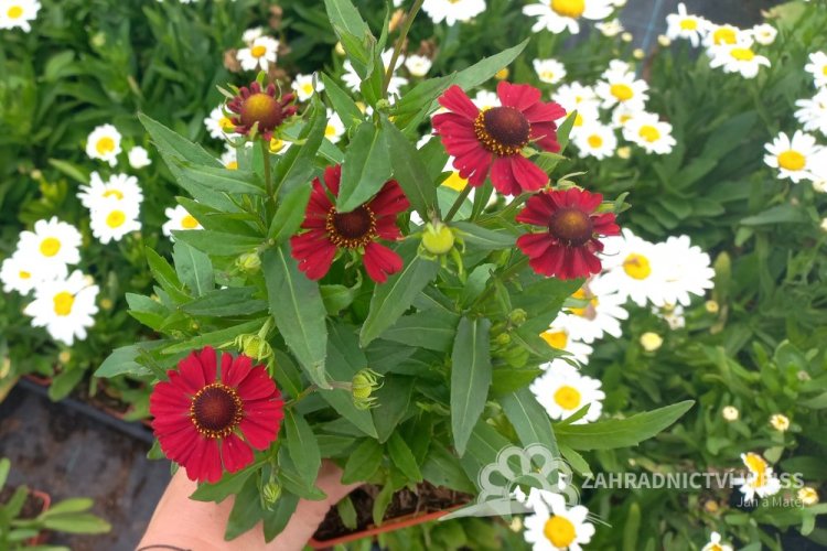 HELENIUM – HAYDAY RED