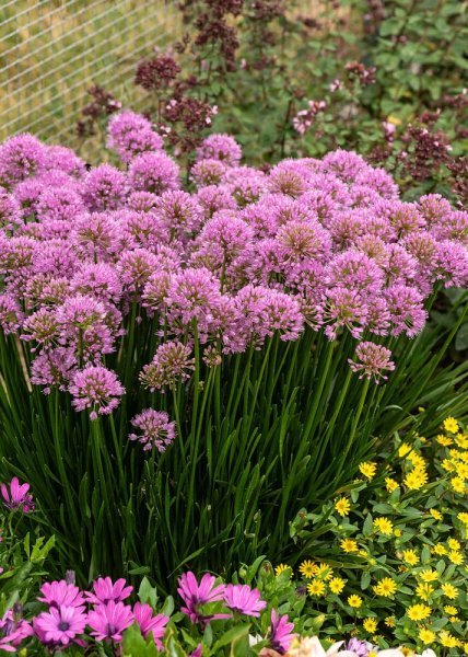 OKRASNÝ ČESNEK - ALLIUM HYBRIDA MILLENIUM