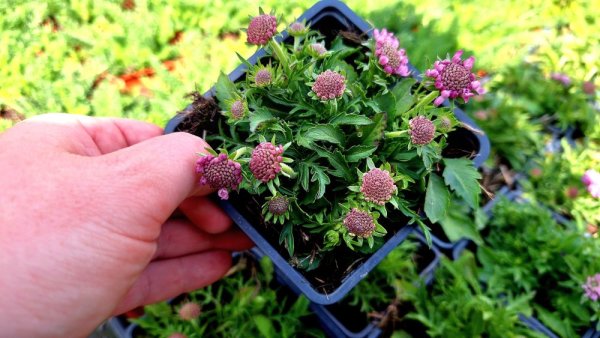 HLAVÁČ JAPONSKÝ - SCABIOSA JAPONICA RITZ ROSE
