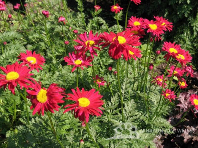 KOPRETINA ŠARLATOVÁ - TANACETUM COCCINEUM ROBINSON'S RED