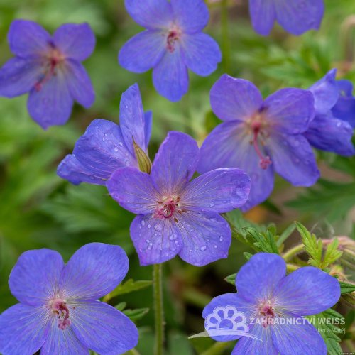 KAKOST - GERANIUM HYBRIDA JOHNSON´S BLUE