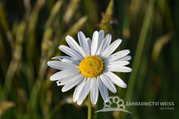 KOPRETINA - LEUCANTHEMUM MAXIMUM SILVER PRINCESS