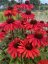 ECHINACEA HYB. HOT SUMMER IMP.