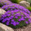 TAŘIČKA - AUBRIETA AXCENT DEEP PURPLE