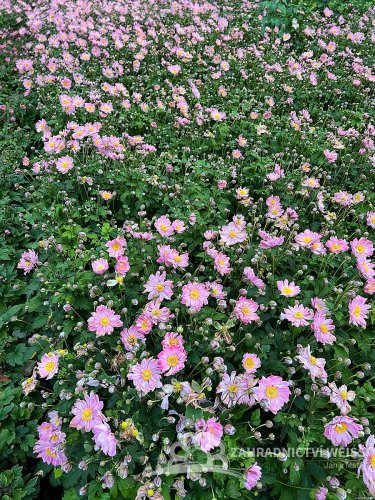 SASANKA - ANEMONE PRETTY LADY EMILY