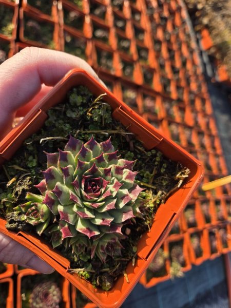 NETŘESK – SEMPERVIVUM MINT MARVEL