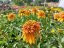 ECHINACEA PURP. MARMALADE