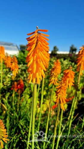 KLEOPATŘINA JEHLA - KNIPHOFIA "MANGO POPSICLE"