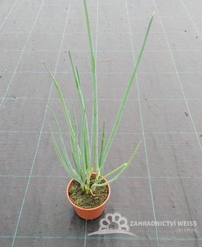 CIBULE SEČKA
