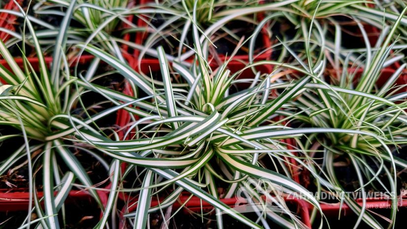 CAREX OSHIMENSIS MOONLIGHT