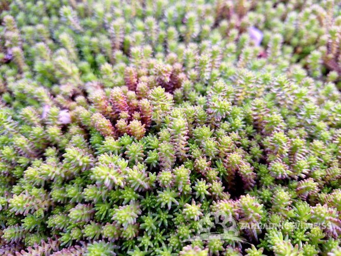 SEDUM SEXANGULARE