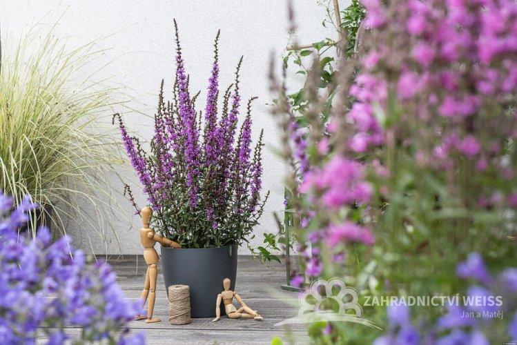 KYPREJ - LYTHRUM HYBR. LUMINARA LILAC