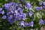 JIRNICE - POLEMONIUM HEAVEN SCENT