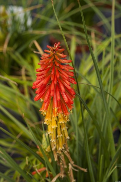 KLEOPATŘINA JEHLA - KNIPHOFIA PAPAYA POPSICLE