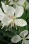 GAURA LINDHEIMERI – GEYSER WHITE
