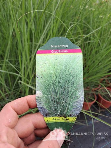 OZDOBNICE ČÍNSKÁ - MISCANTHUS SINENSIS GRACILLIMUS