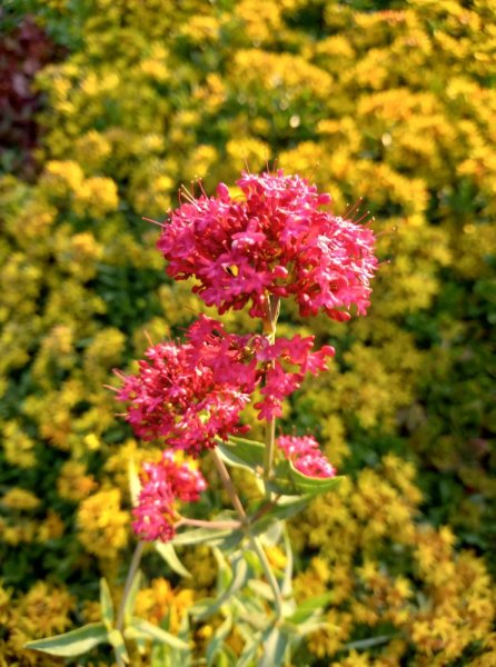 MAVUŇ ČERVENÁ - CENTRANTHUS RUBER COCCINEUS