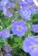 KAKOST - GERANIUM  HYBRIDA ROZZANE