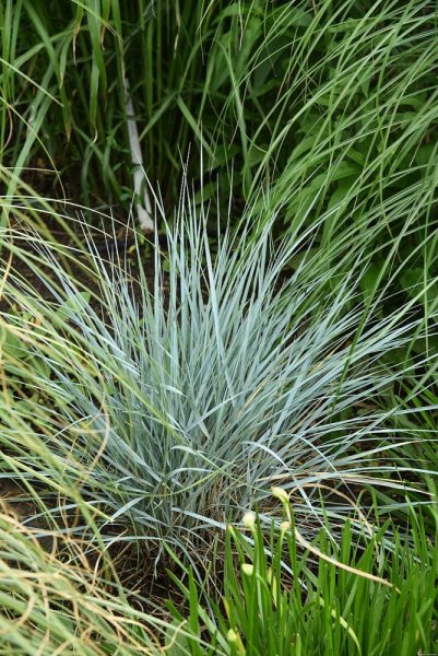 PŠENIČNÍK MODRÝ  - ELYMUS MAGELLANICUS