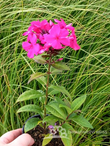 PHLOX "SWEET SUMMER RED"