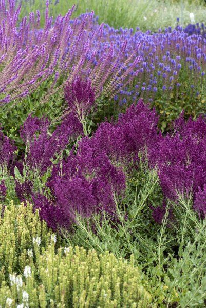 ŠALVĚJ HAJNÍ - SALVIA NEMOROSA SCHWELLENBURG