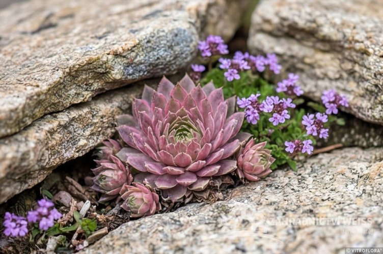 NETŘESK - SEMPERVIVUM CAPRICORN