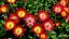 DELOSPERMA -  COOPERI JEWEL OF DESERT GRENADE