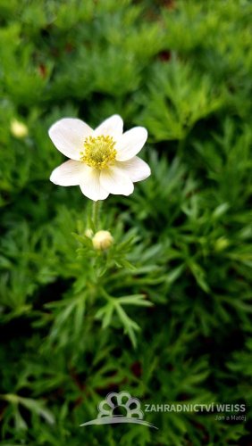 SASANKA - ANEMONE MULT. ANNABELLA WHITE