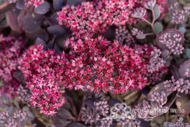 SEDUM HYB. RED SPARKLE