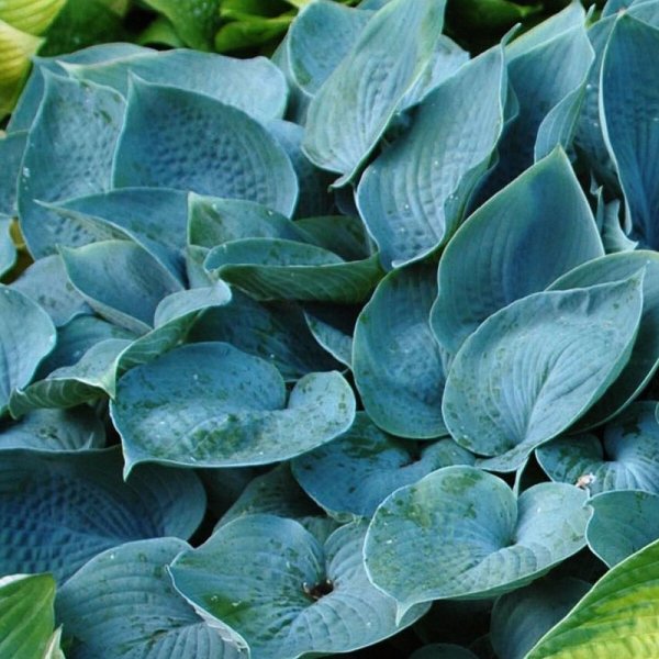 HOSTA FRAGRANT BLUE