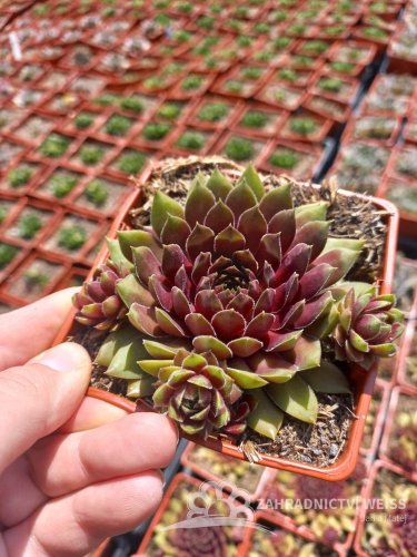 NETŘESK - SEMPERVIVUM HYBR. DR FRITZ KÖHLEIN