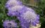 HLAVÁČ - SCABIOSA MARIPOSA BLUE