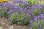 LEVANDULA ANGUSTIFOLIA -  THUMBELINA LEIGHT