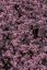 SEDUM HYB. RED SPARKLE